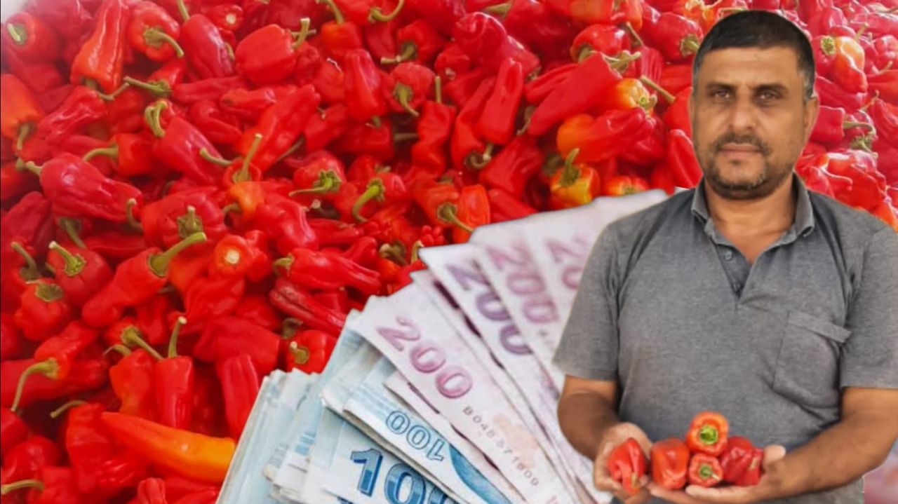 Urfa Akçakale’de Kırmızı İsot Sezonu Başladı