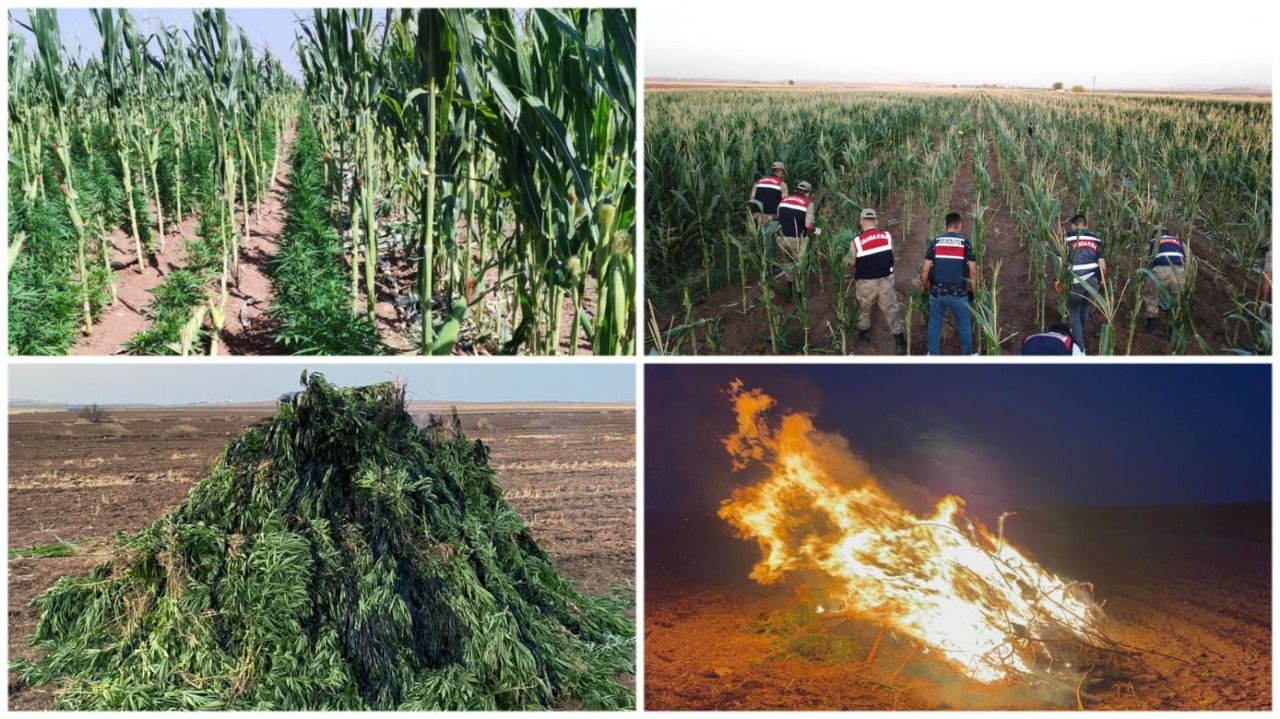 Şanlıurfa’da 160 bin kök kenevir bitkisi ele geçirildi