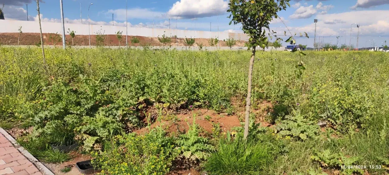 Şanlıurfa Tıbbi Aromatik Bitkiler Parkı Kaderine Terkedildi