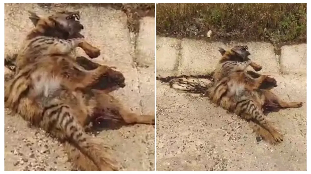 Şanlıurfa ‘da Nesli tükenmekte olan sırtlana araba çarptı