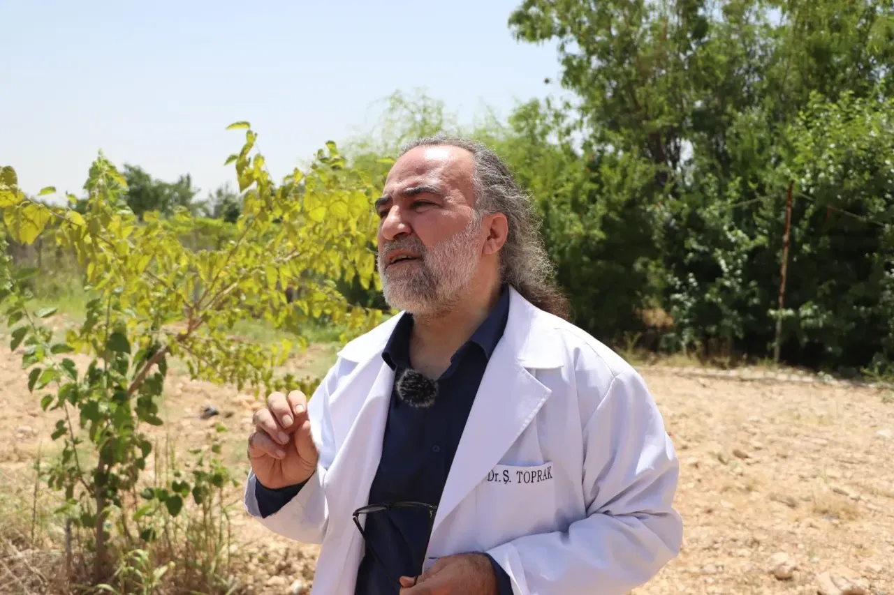 Harran Üniversitesi’nden Çekirge Uyarısı: Mücadeleye Gerek Yok