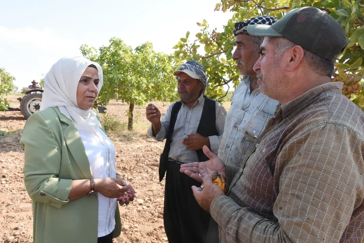 Eş Başkan Garip Yeşil, Fıstık Hasadı Yapan Çiftçileri Ziyaret Etti