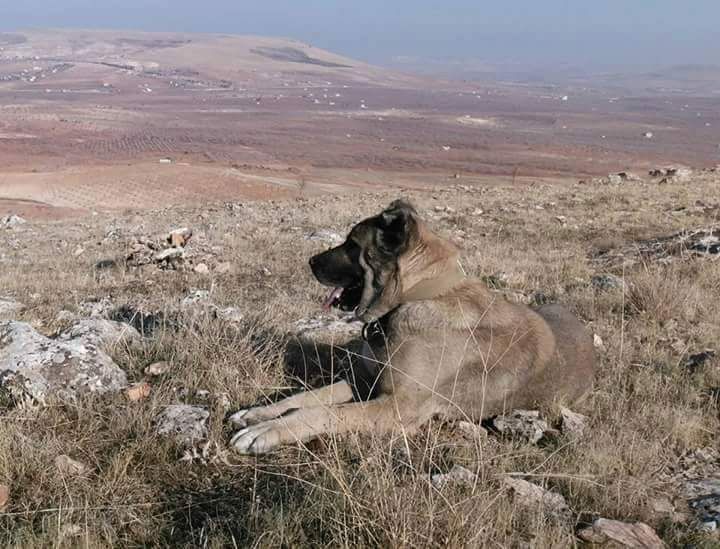 Nesli Tükenmek Üzere Olan Şanlıurfa Gürehi Korunması Gerekli