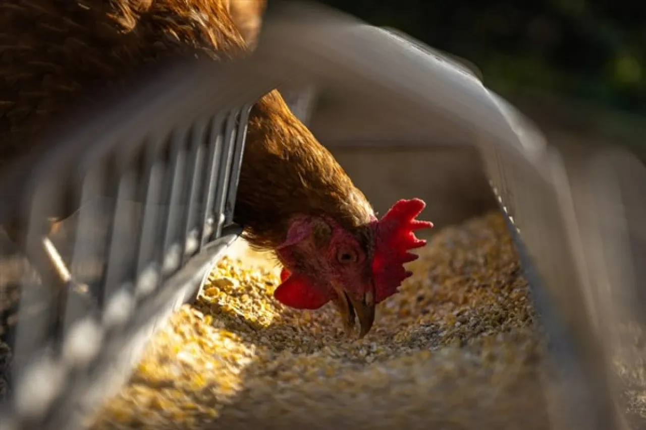 TÜİK-Tavuk eti üretimi 216 bin 754 ton, tavuk yumurtası üretimi 1,71 milyar adet oldu