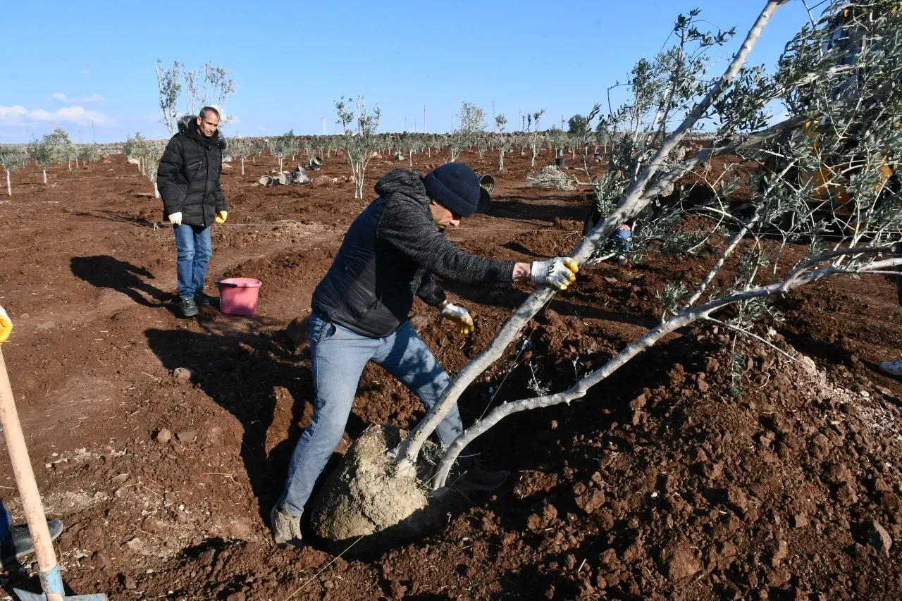 Siverek’te “Millet Şire Bağları” ve “Millet Meyve Bahçeleri” projesi sürüyor