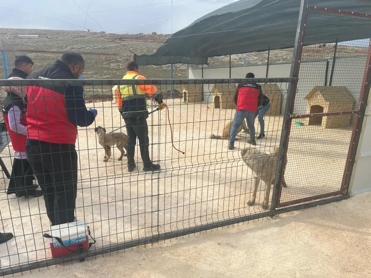 Şanlıurfa’da Sahipsiz Hayvanlar İçin Önemli Adım
