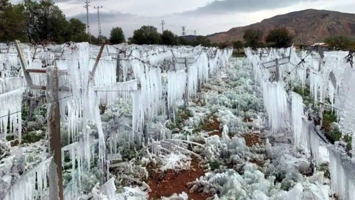 Bakanlık açıkladı: 36 bin 738 üretici don zararına uğradı