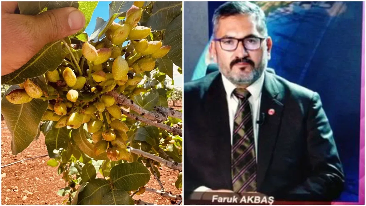 Fıstık Üreticilerine Önemli Uyarı: Dolu Zararına Karşı Hızlı Müdahale Şart