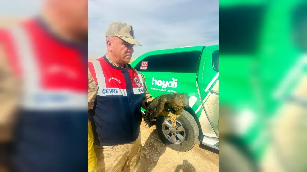 Halfeti’de Yaralı Kızıl Şahin Bulundu