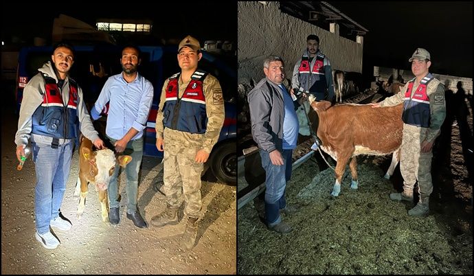 Şanlıurfa’da Çalınan Büyükbaş Hayvanlar Sahibine Teslim Edildi