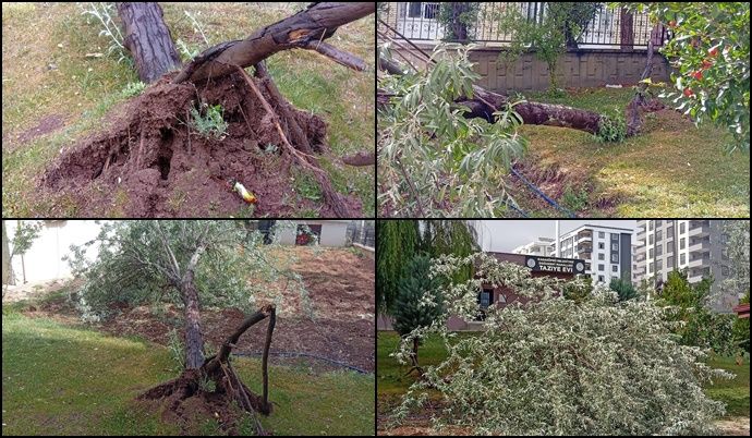 Şanlıurfa’da fırtına ağaç devirdi