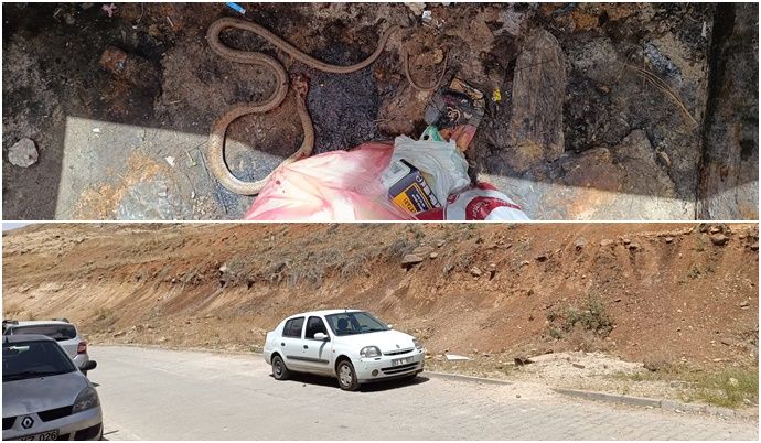 Şanlıurfa’da Yılan Paniği