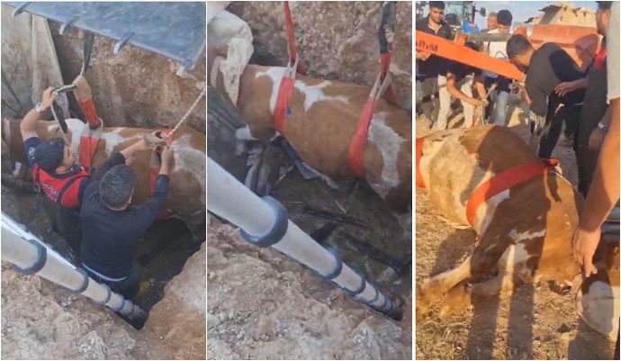 Şanlıurfa’da Çukura Düşen İnek İtfaiye Ekiplerince Kurtarıldı