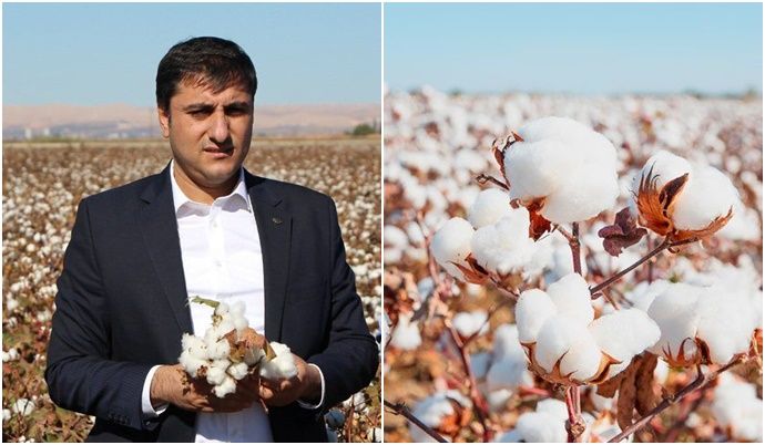Karadağ’dan Pamuk Alım Fiyatlarına Sert Tepki!” Maliyeti Kurtarmıyor