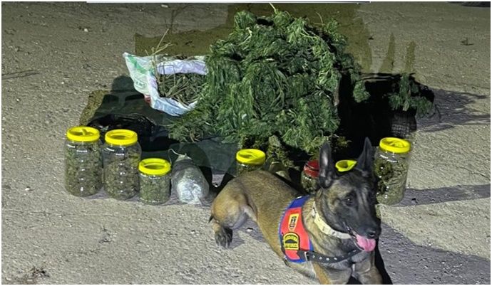 Viranşehir’de 13,6 Kilo Skunk Ele Geçirildi
