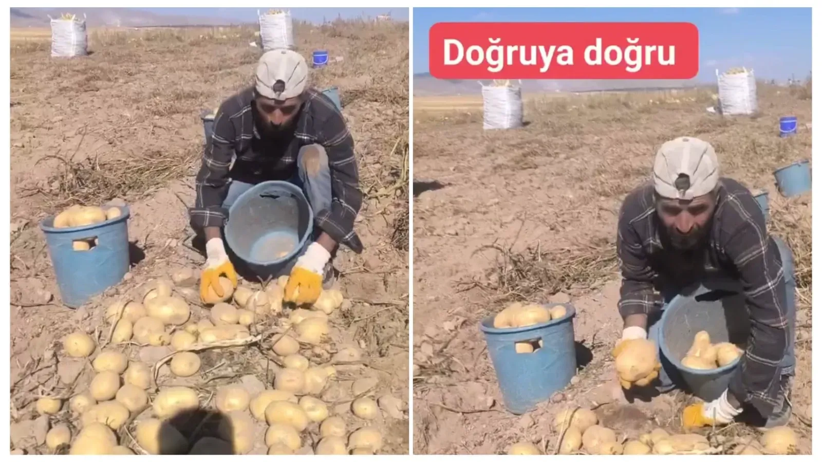 Patates İşçisinden Milletvekili Maaşlarına Tepki: “Sorsan Hepsi Hz. Ömer”