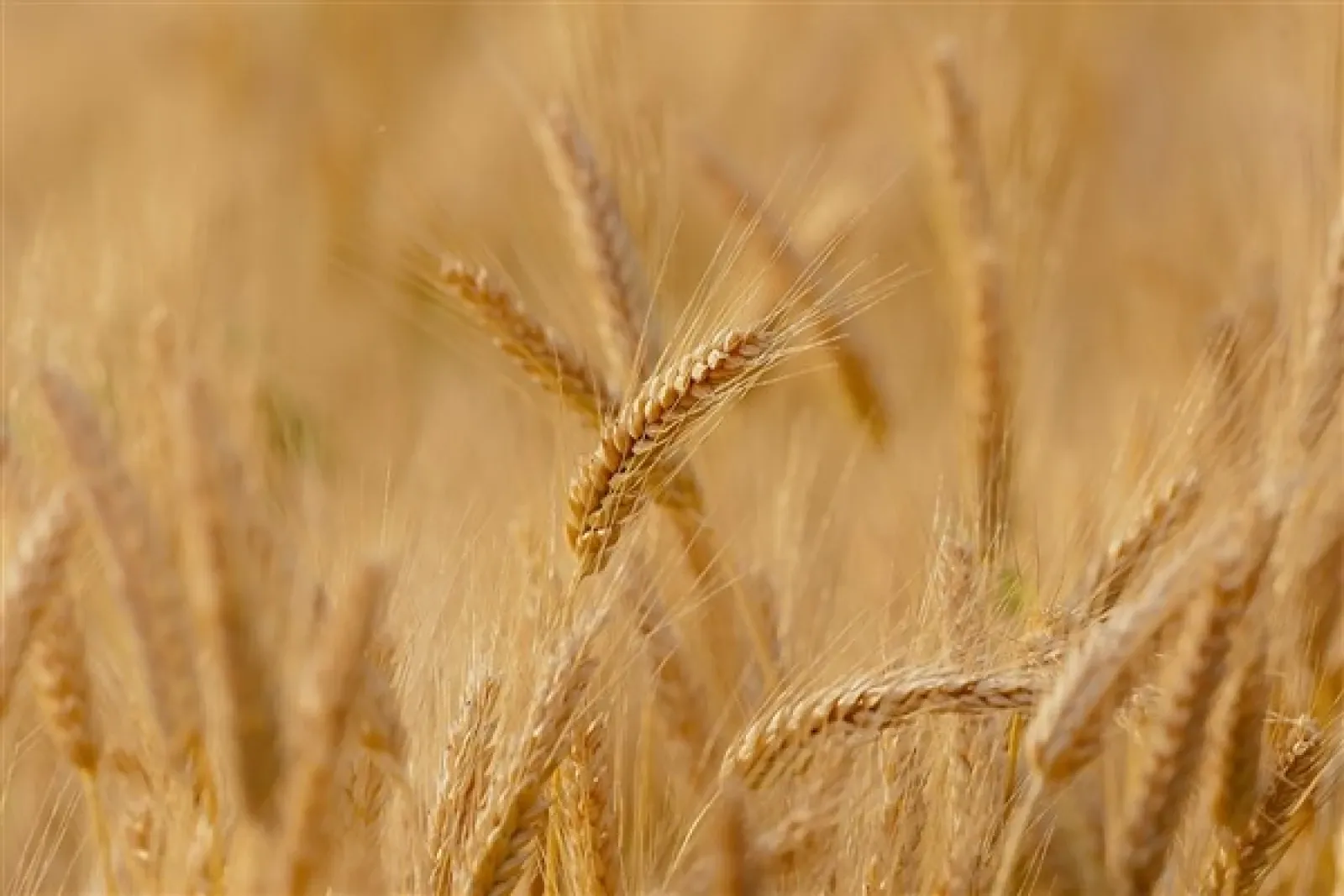 Arpa ve mısır yükseldi, makarnalık buğday geriledi