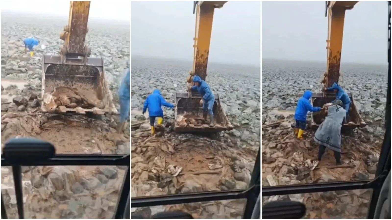 Viranşehir’de Çamura Saplanan İnek Belediyenin Müdahalesiyle Kurtarıldı