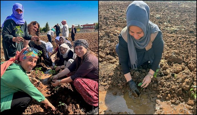 Viranşehir’de Kadınlar Toprağa Umut Ekiyor