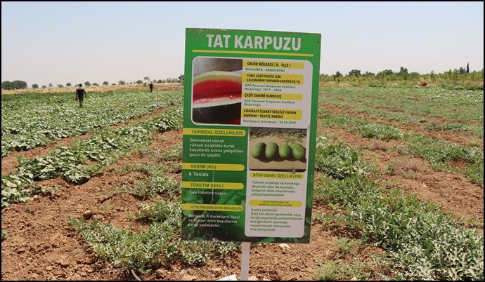  Şanlıurfa Büyükşehir Belediyesi Ata Tohumlarını Geleceğe Taşıyor