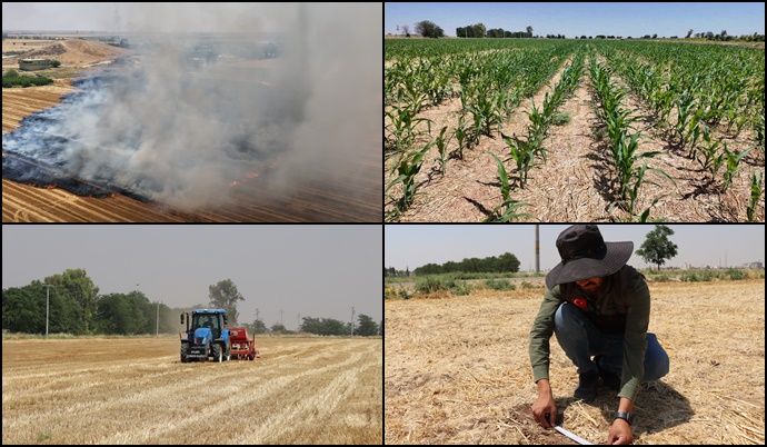 Şanlıurfa’da Anıza Doğrudan Ekim Çalışmaları Büyüyor
