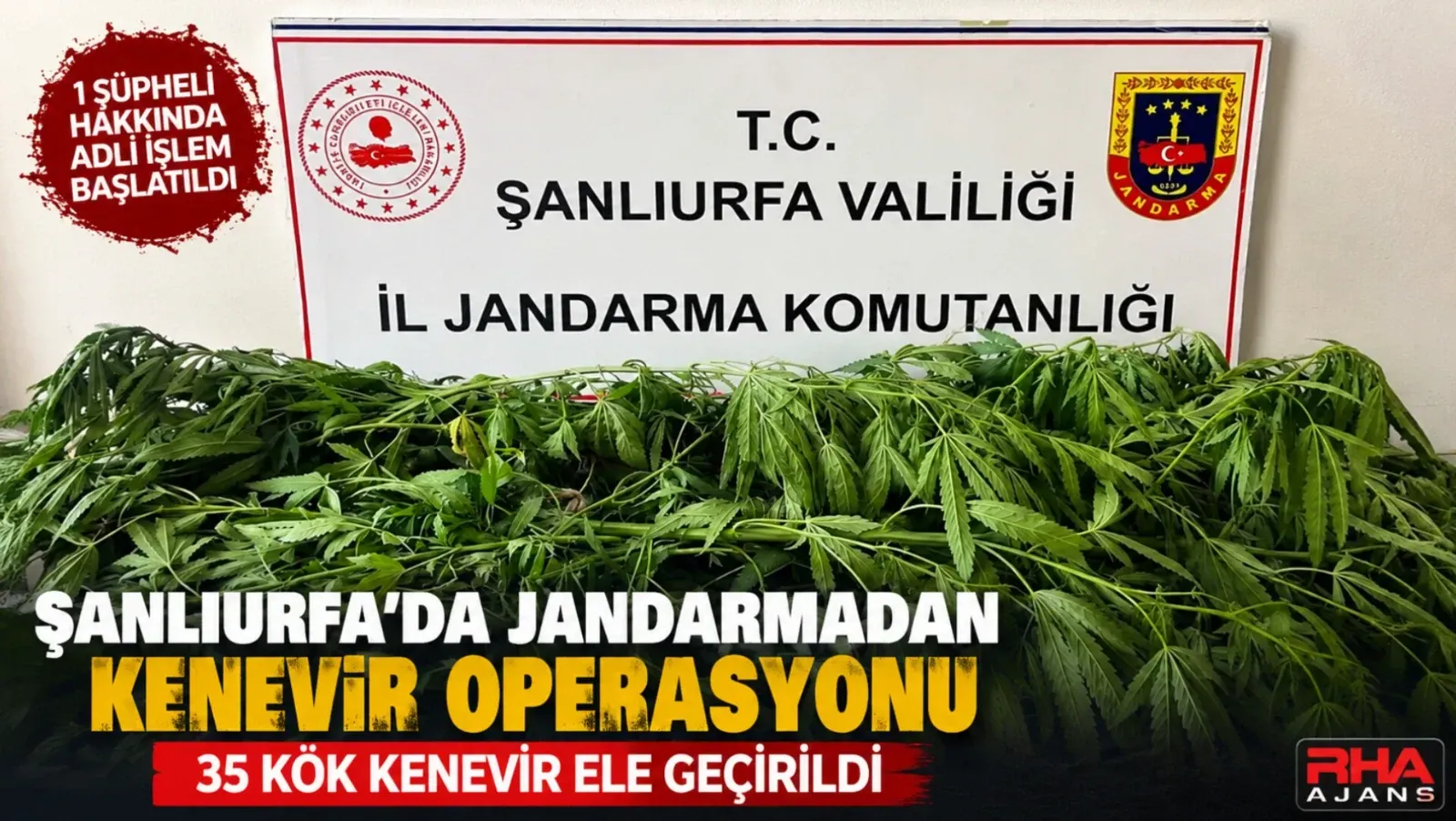 Şanlıurfa’da Jandarmadan Kenevir Operasyonu: 35 Kök Kenevir Ele Geçirildi