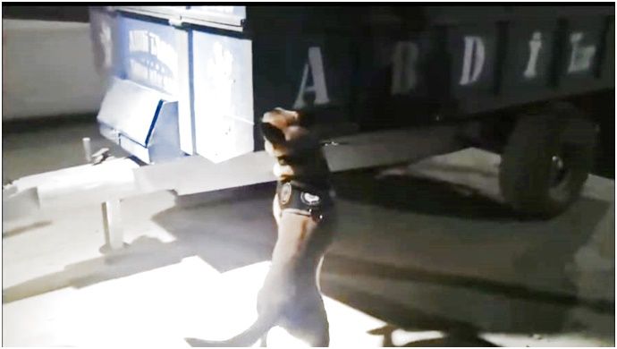 Şanlıurfa’da traktör kasasında 25,1 kilogram skunk bulundu: 1 gözaltı