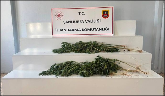 Viranşehir’de Kenevir Operasyonu