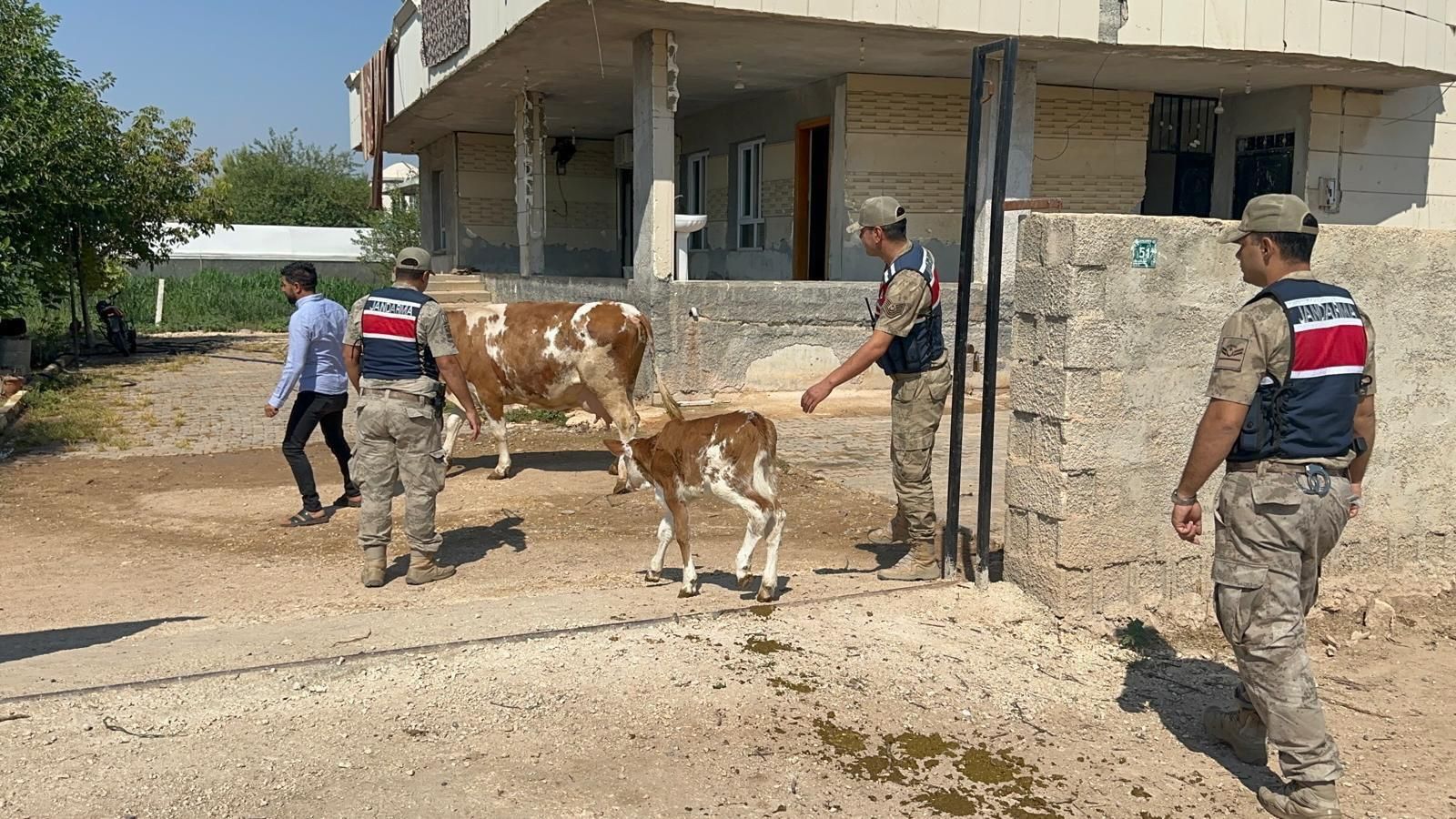 Şanlıurfa’da Büyükbaş Hayvan Dolandırıcılığı Aydınlatıldı