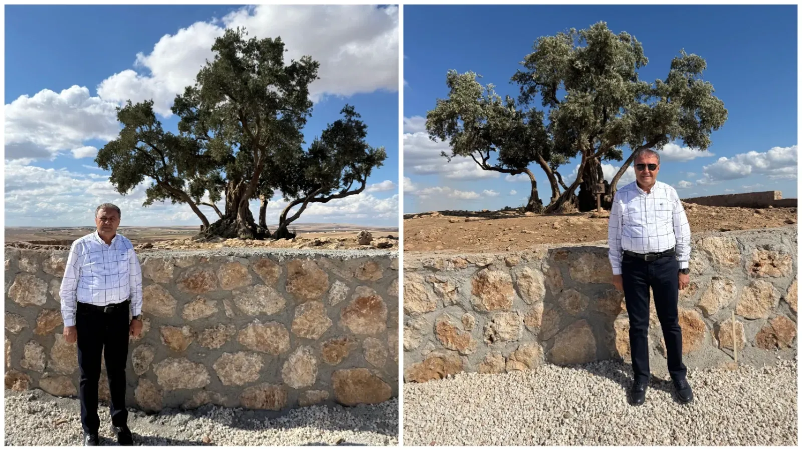 Şanlıurfa’da Asırlık Zeytin Ağacı İçin Özel Proje! Ziyarete Açılacak